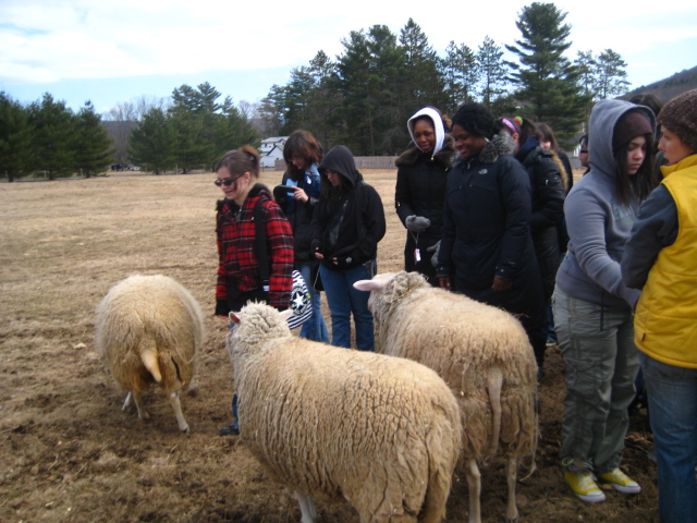 students and sheep